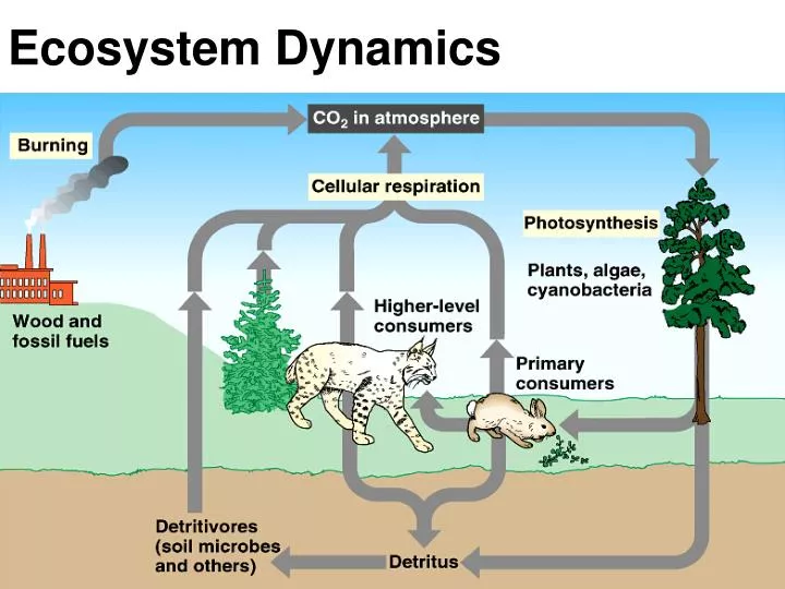 ecosystem dynamics n.