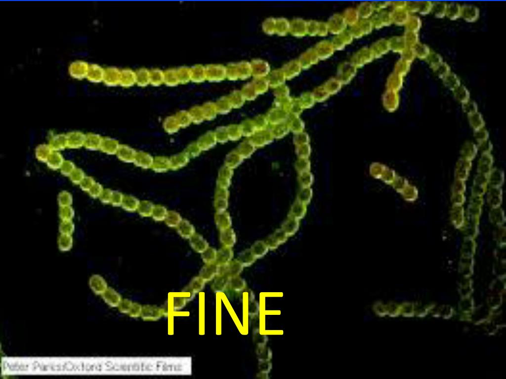 Водоросли какая эра. Синезелёные водоросли цианобактерии. Цианобактерии сине-зеленые водоросли. Цианобактерии Архей. Бактерии и цианобактерии.