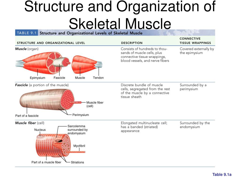 Muscle ppt