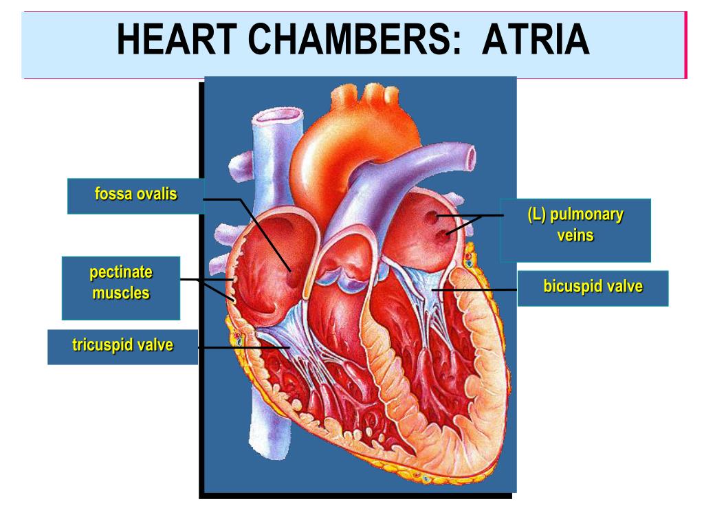 Fossa ovalis сердце. Heart Chambers. Компрессионная камера сердце. 3 в правое предсердие впадает