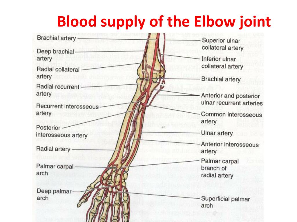 Ppt Elbow Joint Powerpoint Presentation Free Download Id3084731