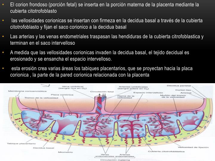 PPT - MEMBRANAS FETALES Y PLACENTAS PowerPoint Presentation - ID:3084979