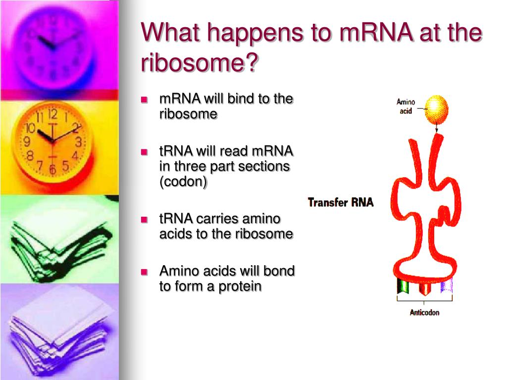 how do hydrophobic amino acids get to a trna how do hydrophobic amino acids get to a trna