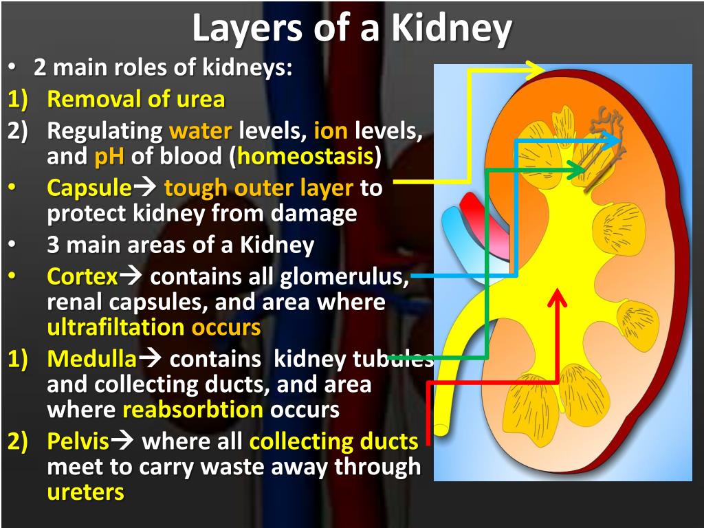 function of kidney presentation