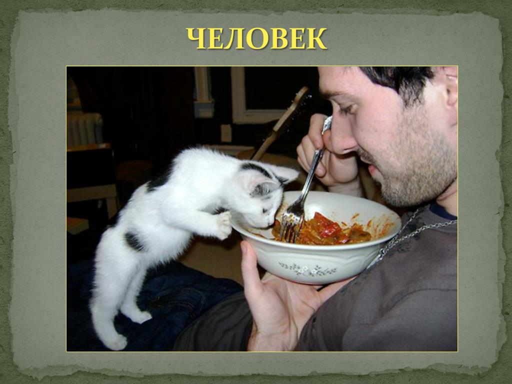 Кошки едят хозяев. Кошка кушает. Смешно ест. Кот и человек вместе кушают.