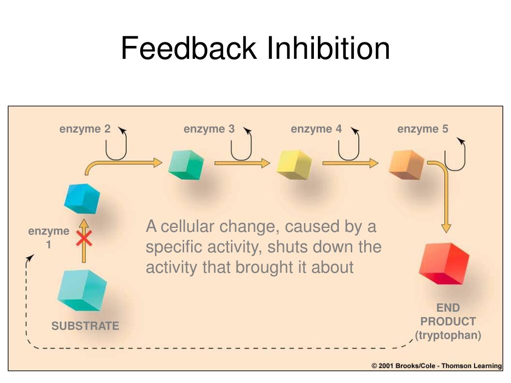 Feedback Inhibition Definition Example And A Brief