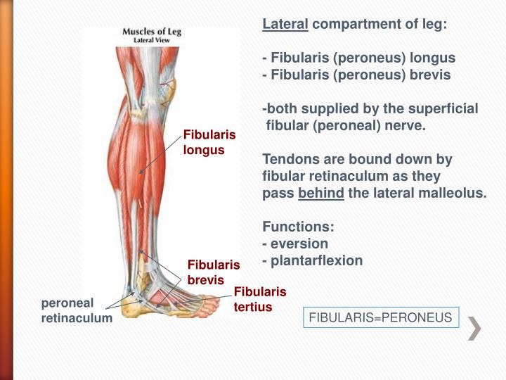 function of posterior compartments of leg function of posterior compartments of leg
