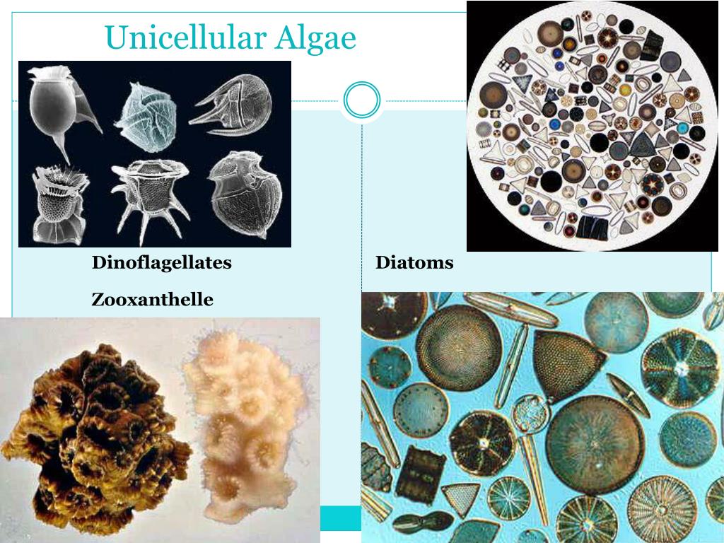 Is Archaea Unicellular Or Multicellular PPT - The Fun
damentals of Biology, The Marine Microbial World