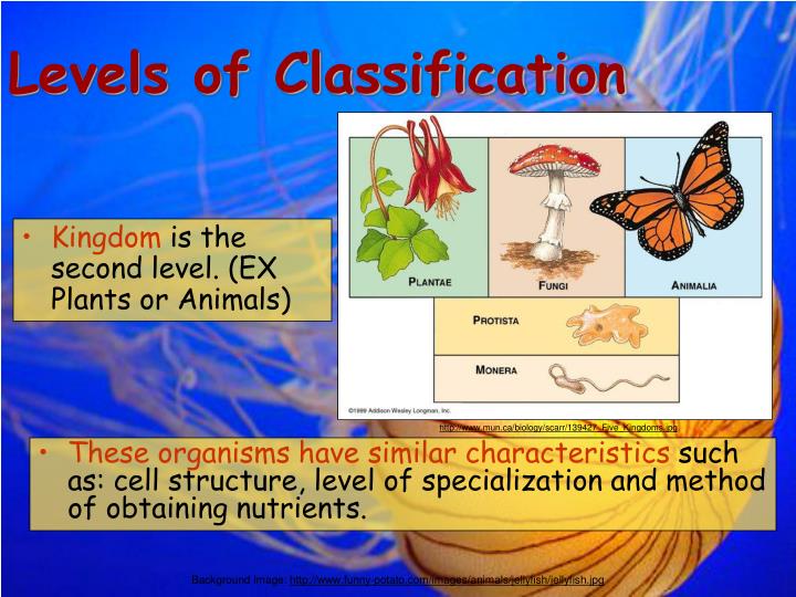 PPT - Unit 9: Classification PowerPoint Presentation - ID:3089553