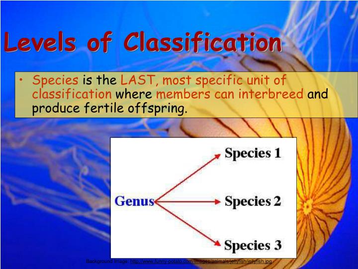 PPT - Unit 9: Classification PowerPoint Presentation - ID:3089553