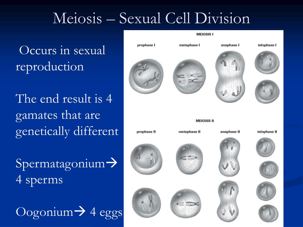Difference Between Sexual And Asexual Reproduction