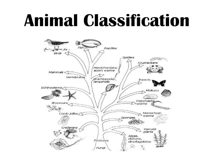 PPT - Animal Classification PowerPoint Presentation, free download - ID:3092722 PPT - Animal Classification PowerPoint Presentation, free download - ID:3092722