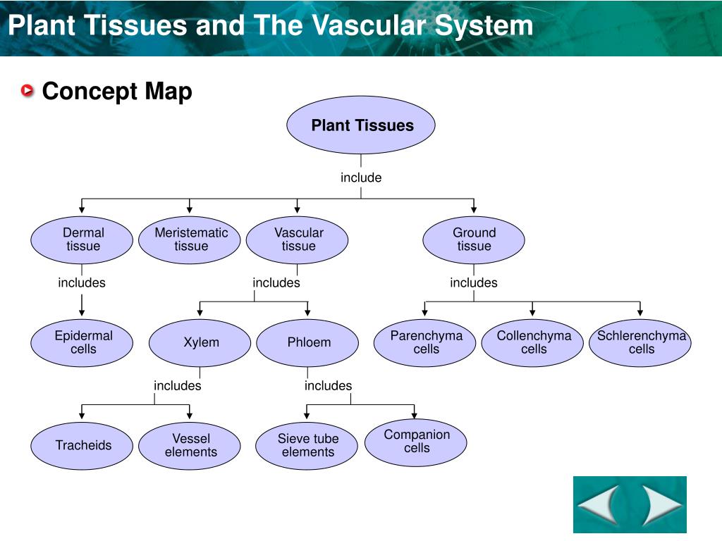 Plant tissues. Plant Integumentary Tissues. Meristematic Tissue. Таблица Vascular Calcs.