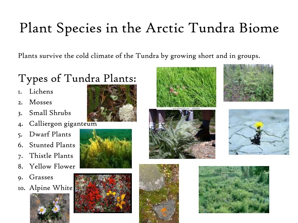Энтити тундра. Tundra Biome. Plants in Tundra. Arctic Plants. Plants in the Arctic.