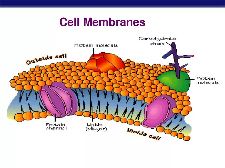 PPT Cell Membranes PowerPoint Presentation, free