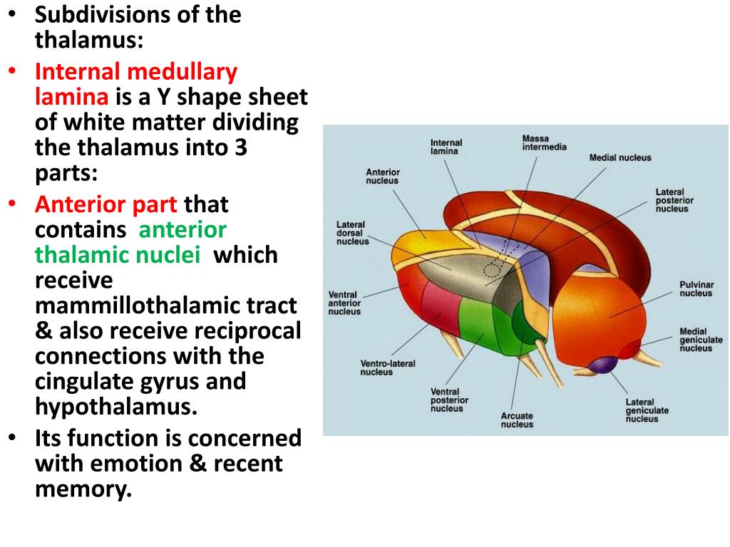 Thalamus, Hypothalamus,Epithalamus PowerPoint Presentation, free ... Biology Diagrams