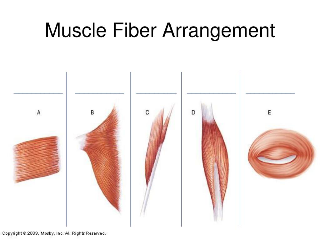 PPT - Muscular System PowerPoint Presentation, free download - ID:3094170