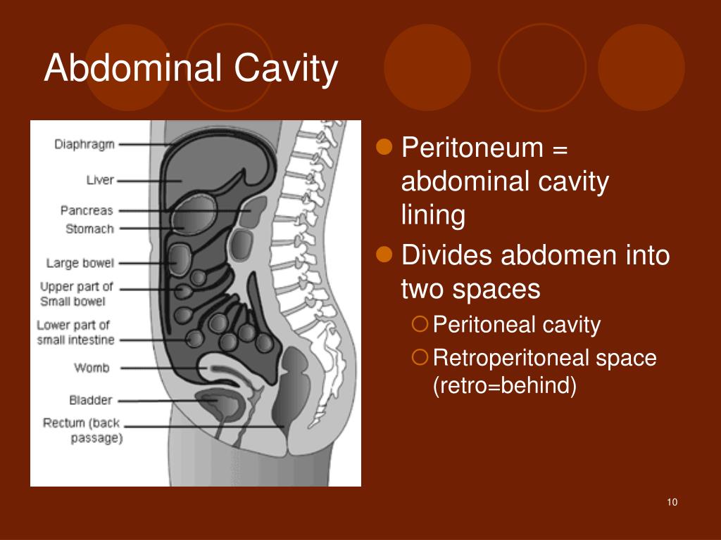Abdominal Cavity And Organs