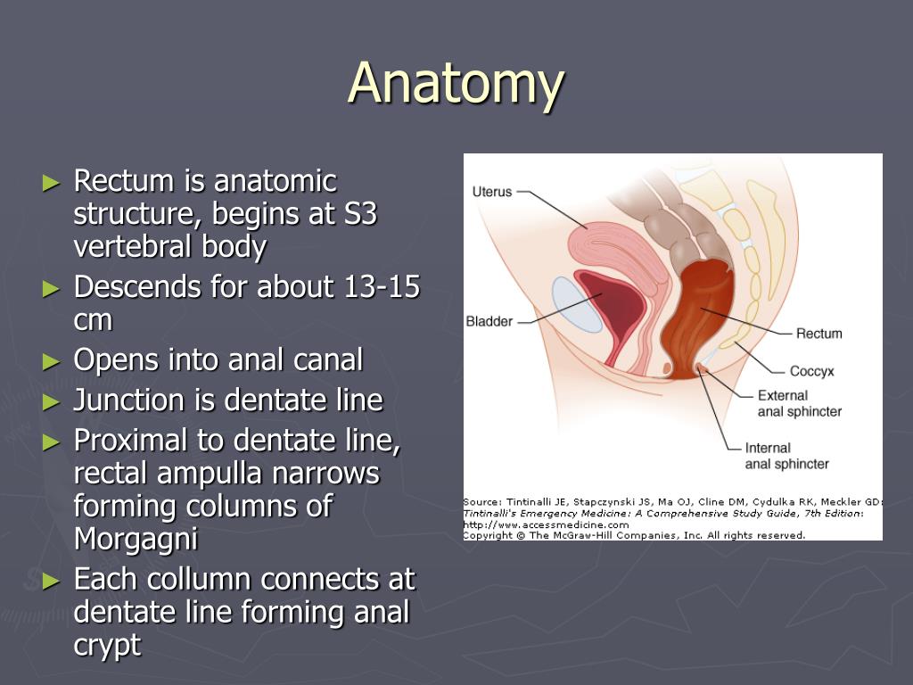 THE SURGICAL ANATOMY OF THE ANAL CANAL AND RECTUM. sents the post-allantoic  gut of the embryo.