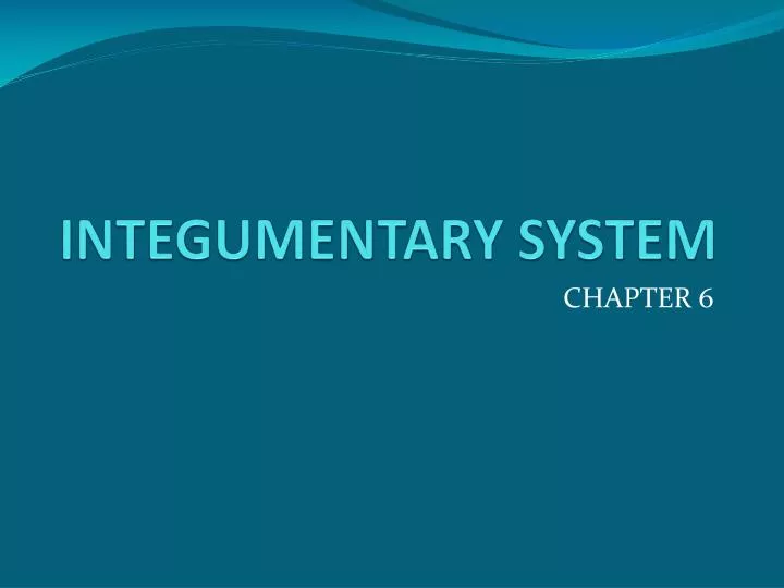 integumentary system n.