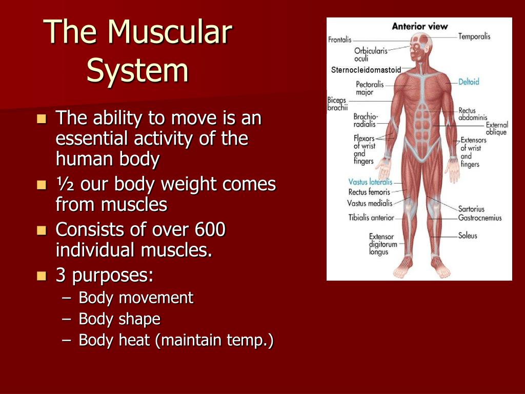the muscular system presentation