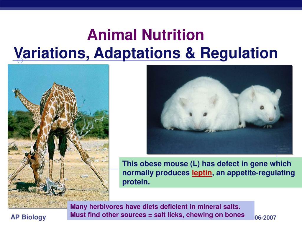 PPT - Animal Nutrition Variations, Adaptations & Regulation PowerPoint  Presentation - ID:3095208