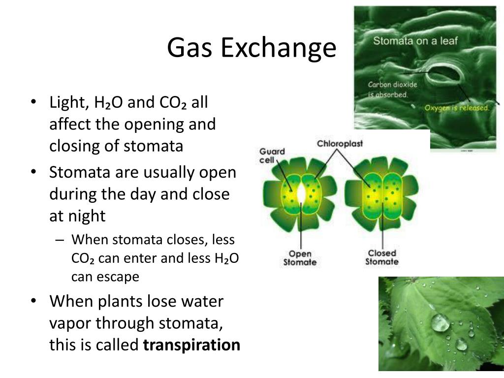 PPT - Plant Processes: Gas Exchange and Photosynthesis PowerPoint ...