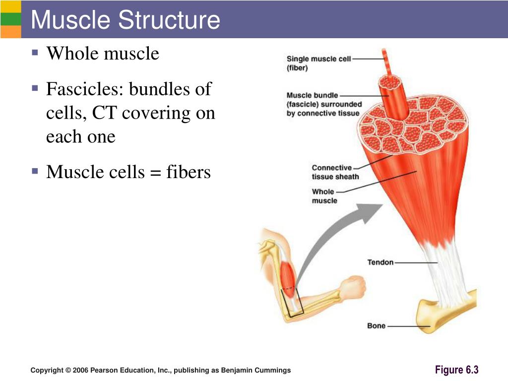 Muscle structure. Parts and th whole System. Bear muscle System. Whole system