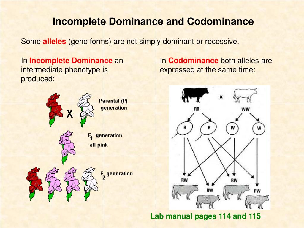 write a hypothesis that describes how genetic dominance occurs