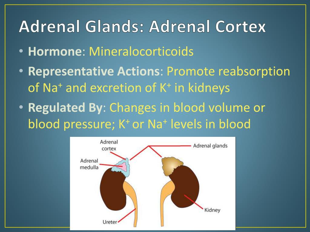 adrenal gland cortex hormones