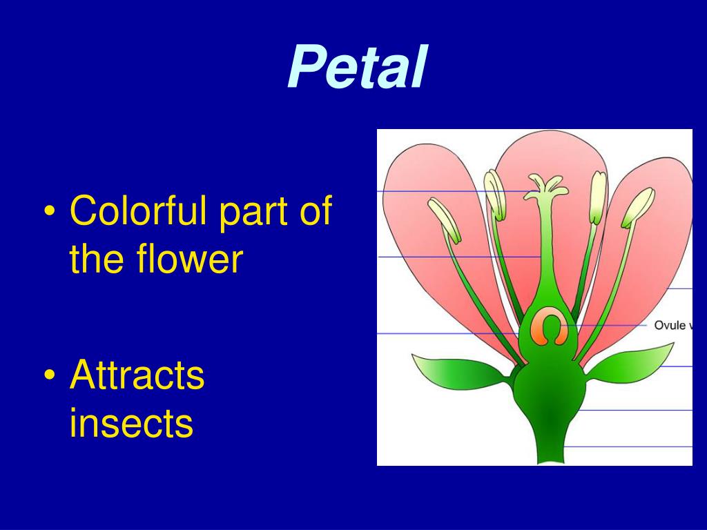 Flower Petal Diagram