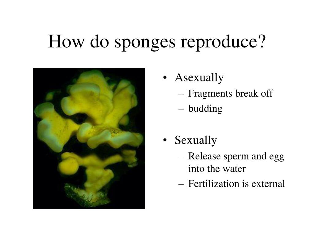 how do sponges move water through their bodies how do sponges move water through their bodies