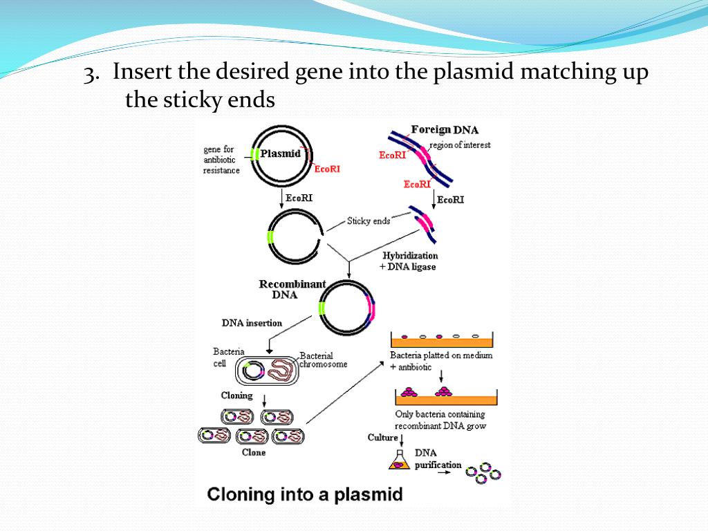 Гибридизация плазмид. Gene Cloning. Трансформация бактерий схема. Использование рекомбинантных плазмид. Плазмид резистанс.