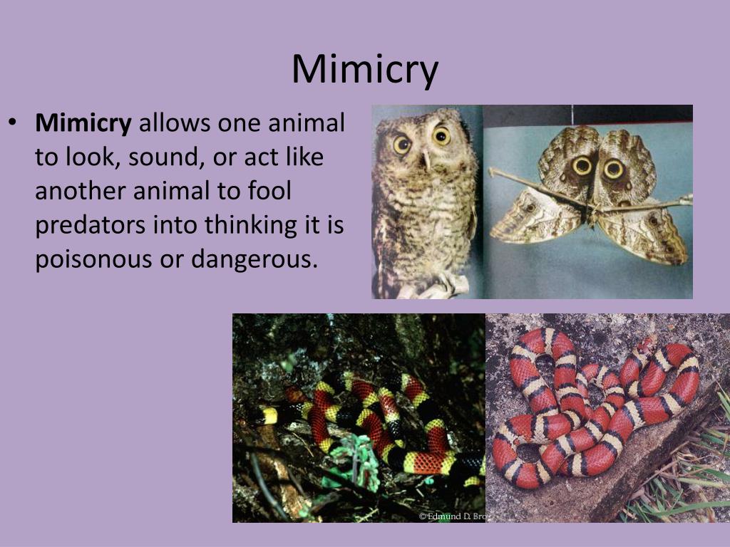 animal mimicry essay