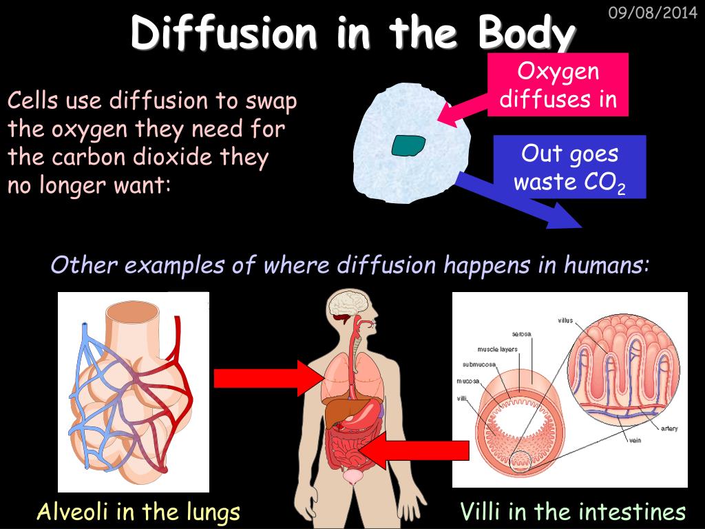 Diffusion Whole Body In Italia PPT - Biology 3 PowerPoint Presentation - ID:3096481