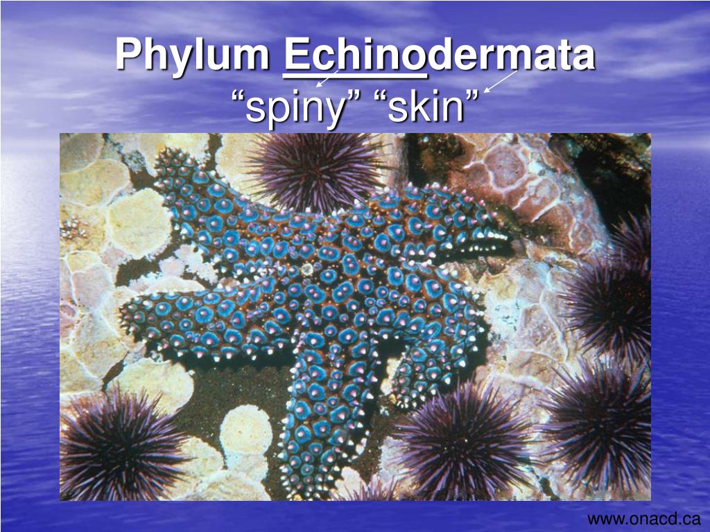 PPT - Phylum Echino dermata “spiny” “skin” PowerPoint Presentation -  ID:3097711