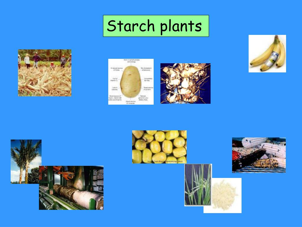 PPT - Starch plants PowerPoint Presentation, free download - ID:3098017