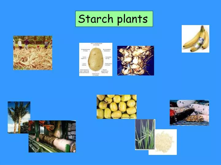 PPT Starch plants PowerPoint Presentation, free download