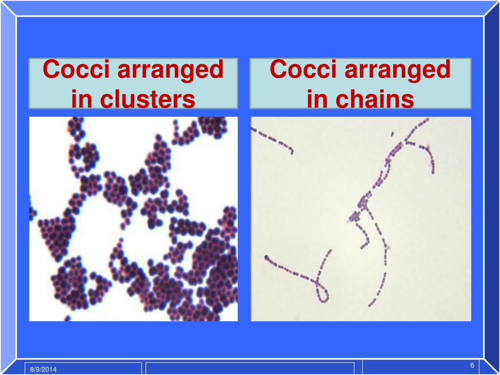 gram positive cocci in clusters gram positive cocci in clusters