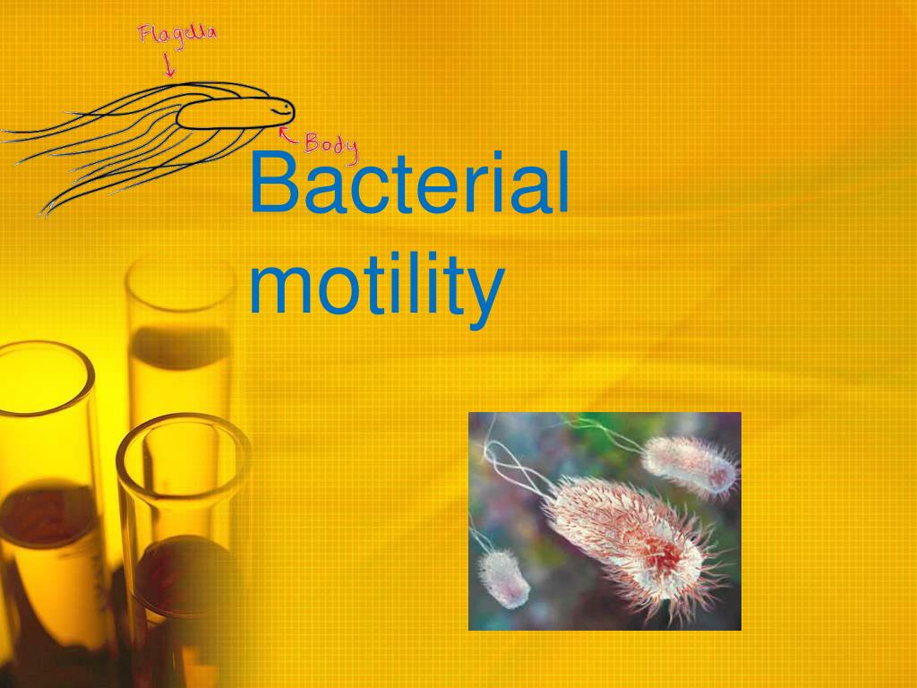 ppt-bacterial-motility-powerpoint-presentation-free-download-id