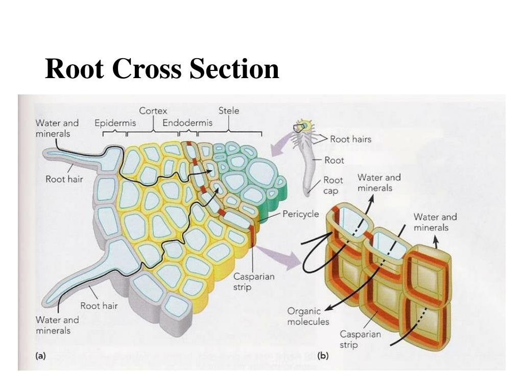 Cross Section Of A Root Labeled