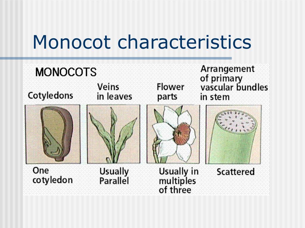 PPT Plants PowerPoint Presentation Free Download ID 3099160