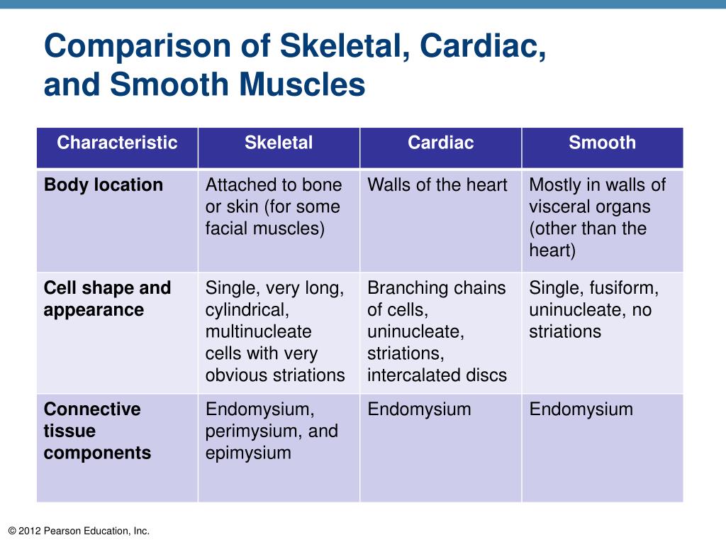 Compare between. Smooth muscle structure. Skeletal Cardiac smooth. Skeletal Cardiac smooth muscle differences. Types of muscles skeletal, smooth, Cardiac.