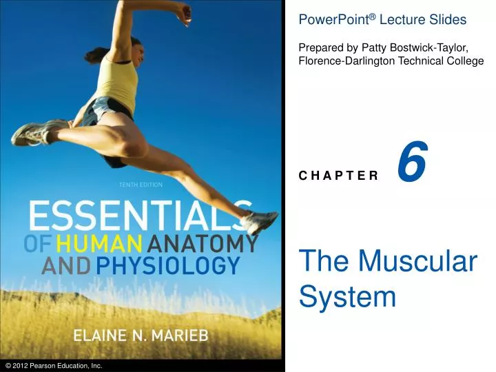 PPT The Muscular System PowerPoint Presentation ID 3099518