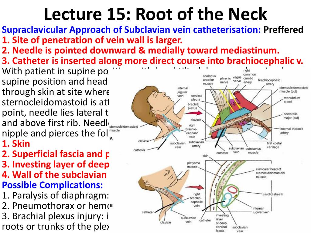 PPT - Clinical & Applied Anatomy PowerPoint Presentation, free download ...
