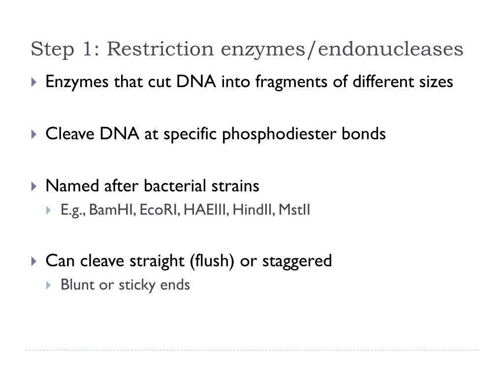 PPT Restriction Enzymes and Gel Electrophoresis PowerPoint