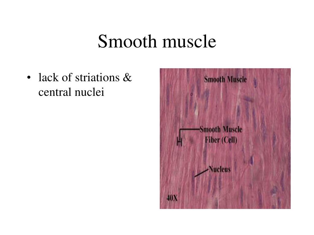PPT - Chapter 10 The Muscular System PowerPoint Presentation, free