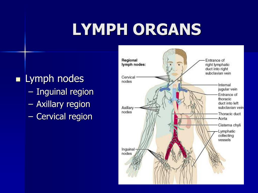 PPT - LYMPHATIC SYSTEM PowerPoint Presentation, free download - ID:3101214