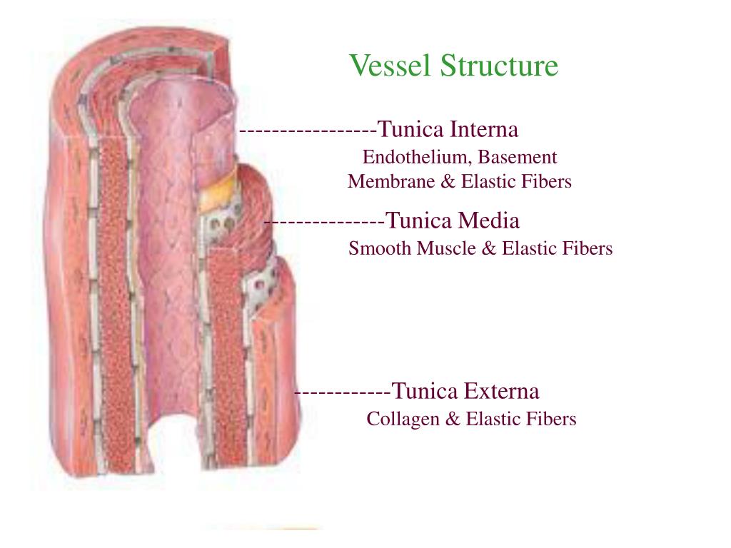 PPT - Chapter 21 The Cardiovascular System: Blood Vessels and ...