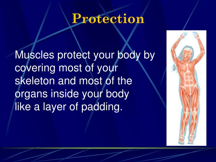 PPT THE MUSCULAR SYSTEM PowerPoint Presentation ID3102019